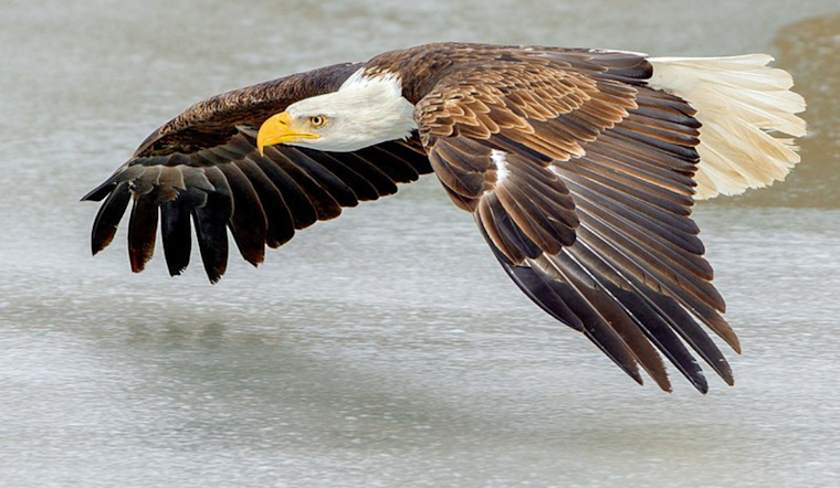 Dallas Eagles Expand: White Rock Lake's Bald Eagle Family Gains Two Fledglings, City Rallies for Protection