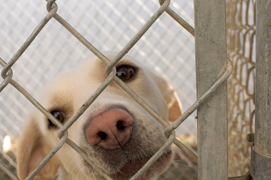 Dallas Joins Nationwide 'Empty the Shelters' Event to Address Pet Overcrowding Crisis