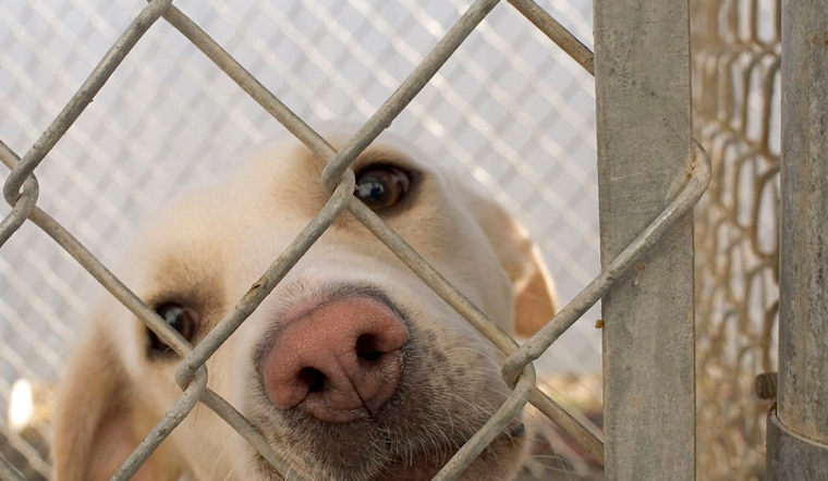 Dallas Joins Nationwide 'Empty the Shelters' Event to Address Pet Overcrowding Crisis