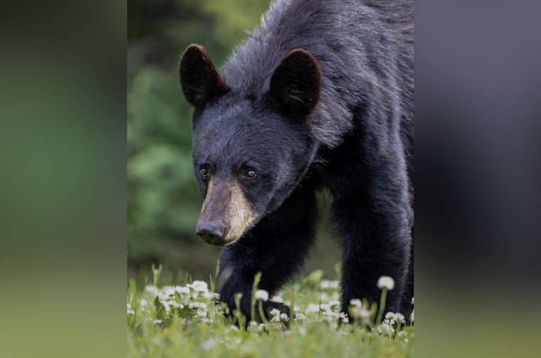 Doylestown Enchanted by Black Bear Visitor as Authorities Work to Safely Capture Roaming Creature