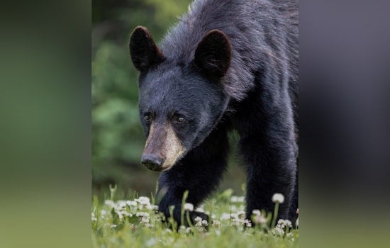 Doylestown Enchanted by Black Bear Visitor as Authorities Work to Safely Capture Roaming Creature