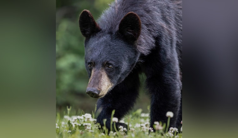 Doylestown Enchanted by Black Bear Visitor as Authorities Work to Safely Capture Roaming Creature