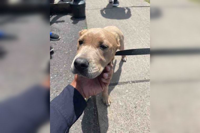 Duluth Police Use Social Media In Effort To Reunite Lost Dog With