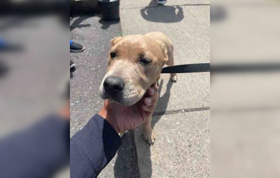 Duluth Police Use Social Media in Effort to Reunite Lost Dog with Owner