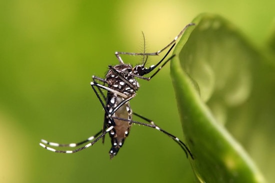 Early Arrival of West Nile Virus in Illinois, Hoffman Estates and Jacksonville Mosquitoes Test Positive