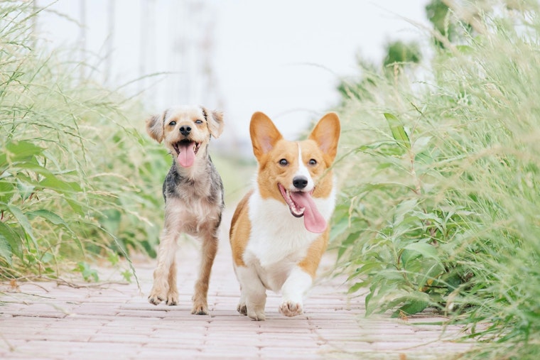 East Austin's Dainty Dillo Hosts Dog Party and Adoption Event in Celebration of National Pet Month