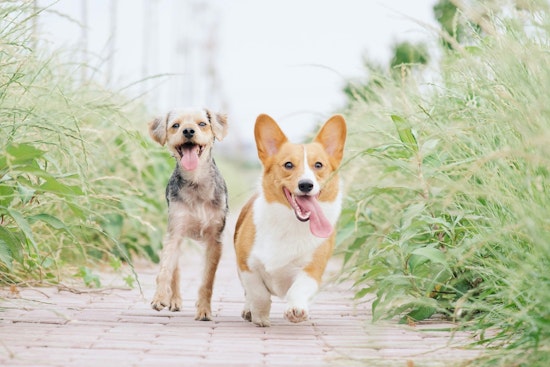 East Austin's Dainty Dillo Hosts Dog Party and Adoption Event in Celebration of National Pet Month
