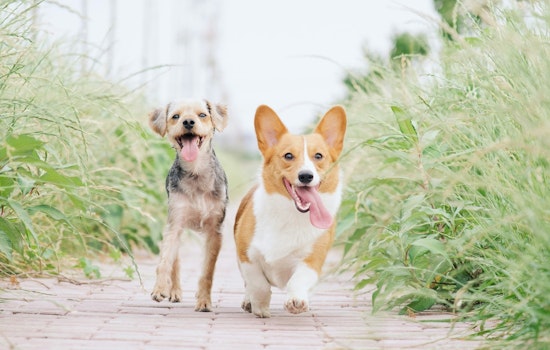 East Austin's Dainty Dillo Hosts Dog Party and Adoption Event in Celebration of National Pet Month