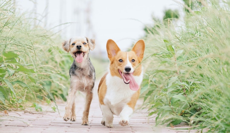 East Austin's Dainty Dillo Hosts Dog Party and Adoption Event in Celebration of National Pet Month