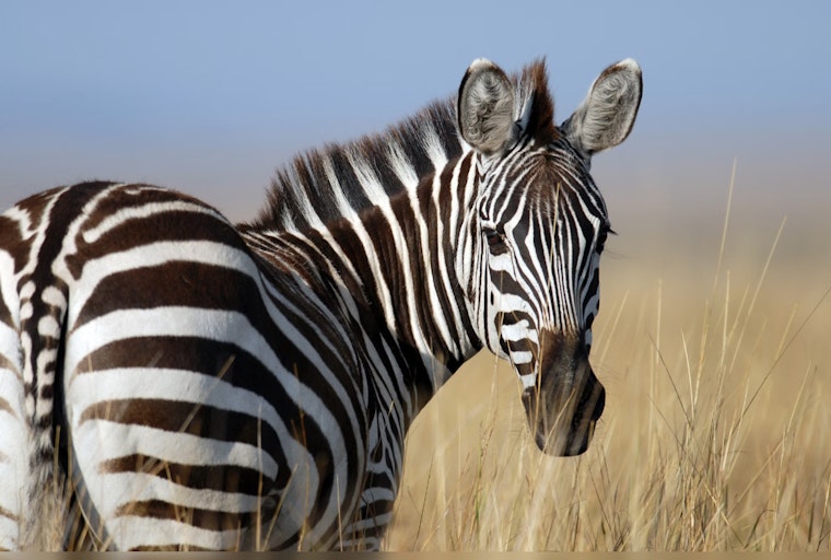 Elusive Zebra 'Z' Becomes Internet Sensation While Dodging Capture in