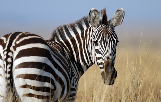 Elusive Zebra 'Z' Becomes Internet Sensation While Dodging Capture in North Bend, Washington