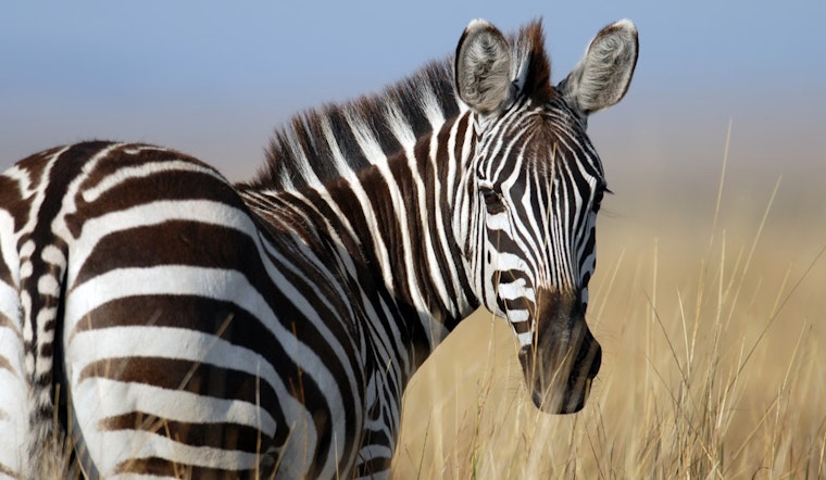 Elusive Zebra 'Z' Becomes Internet Sensation While Dodging Capture in North Bend, Washington