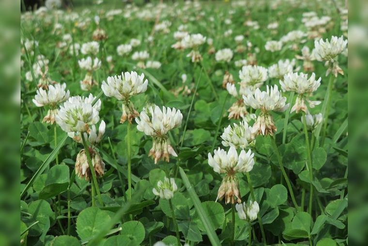 Embrace the Buzz: "No Mow May" Cultivates Biodiversity in Backyards Across the Nation