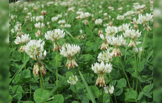 Embrace the Buzz: "No Mow May" Cultivates Biodiversity in Backyards Across the Nation