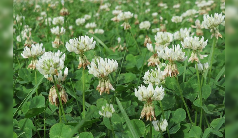 Embrace the Buzz: "No Mow May" Cultivates Biodiversity in Backyards Across the Nation