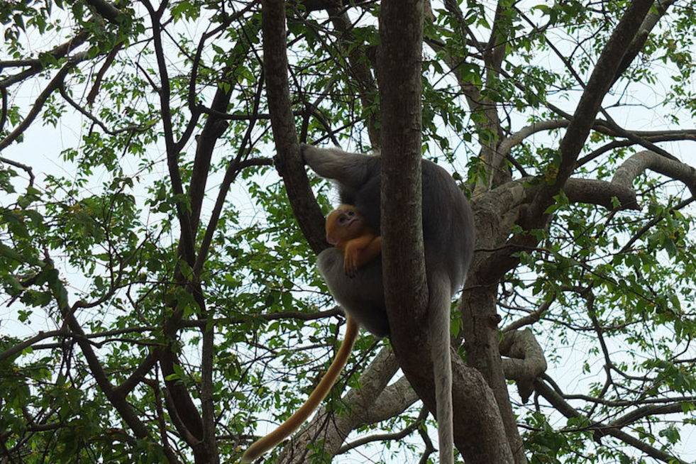 Endangered François' Langur Monkey Born at San Diego Zoo Ushers in Hope for Species