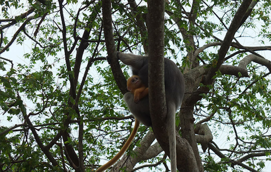 Endangered François' Langur Monkey Born at San Diego Zoo Ushers in Hope for Species