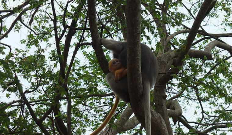 Endangered François' Langur Monkey Born at San Diego Zoo Ushers in Hope for Species