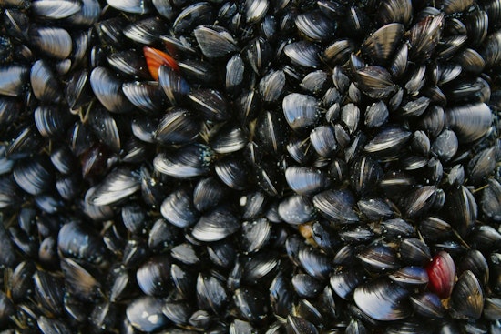 Entire Oregon Coast Closed to Mussel Harvesting Due to Dangerous Biotoxins