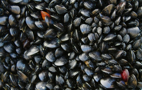 Entire Oregon Coast Closed to Mussel Harvesting Due to Dangerous Biotoxins