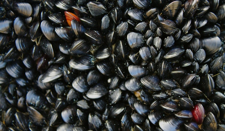 Entire Oregon Coast Closed to Mussel Harvesting Due to Dangerous Biotoxins