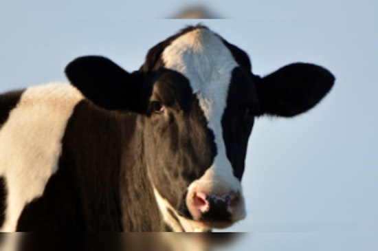 Federal Health Authorities Assure Safe Dairy, Pasteurized Milk Cleared for Consumption Amid Avian Flu Concerns