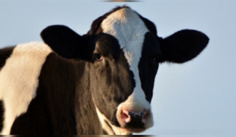 Federal Health Authorities Assure Safe Dairy, Pasteurized Milk Cleared for Consumption Amid Avian Flu Concerns