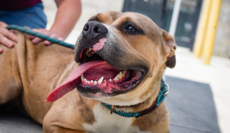 Federal Lawsuit and COPA Probe into Off-Duty Chicago Officer's Fatal Shooting of Neighbor's Dog