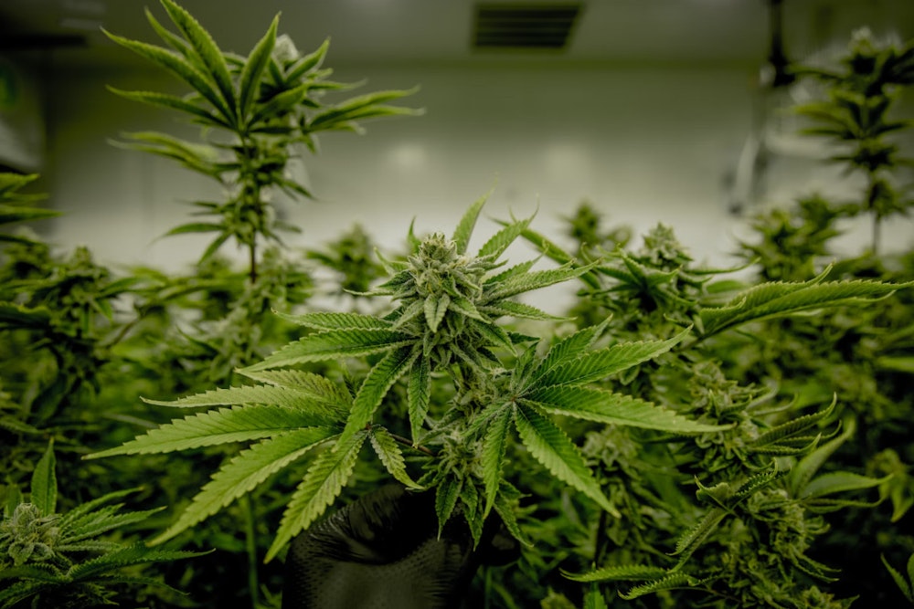Federal Reclassification of Marijuana Brings Hope for Legalization in States Like Florida and South Dakota