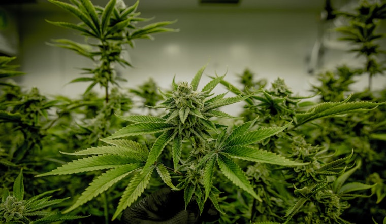 Federal Reclassification of Marijuana Brings Hope for Legalization in States Like Florida and South Dakota