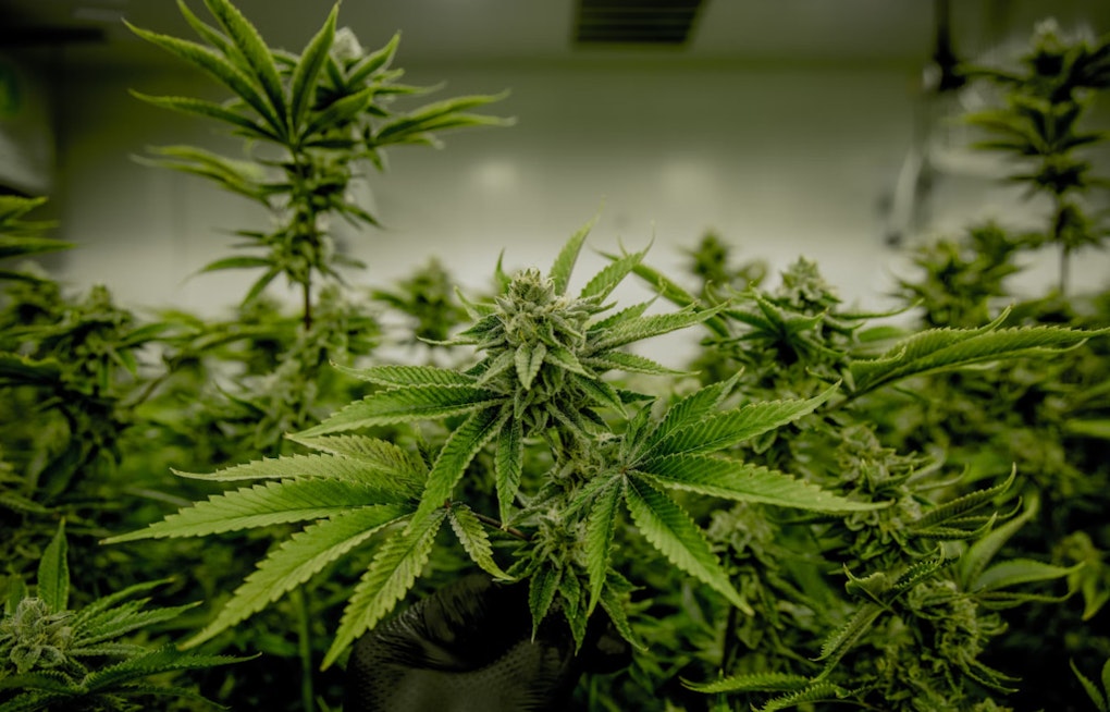 Federal Reclassification of Marijuana Brings Hope for Legalization in States Like Florida and South Dakota