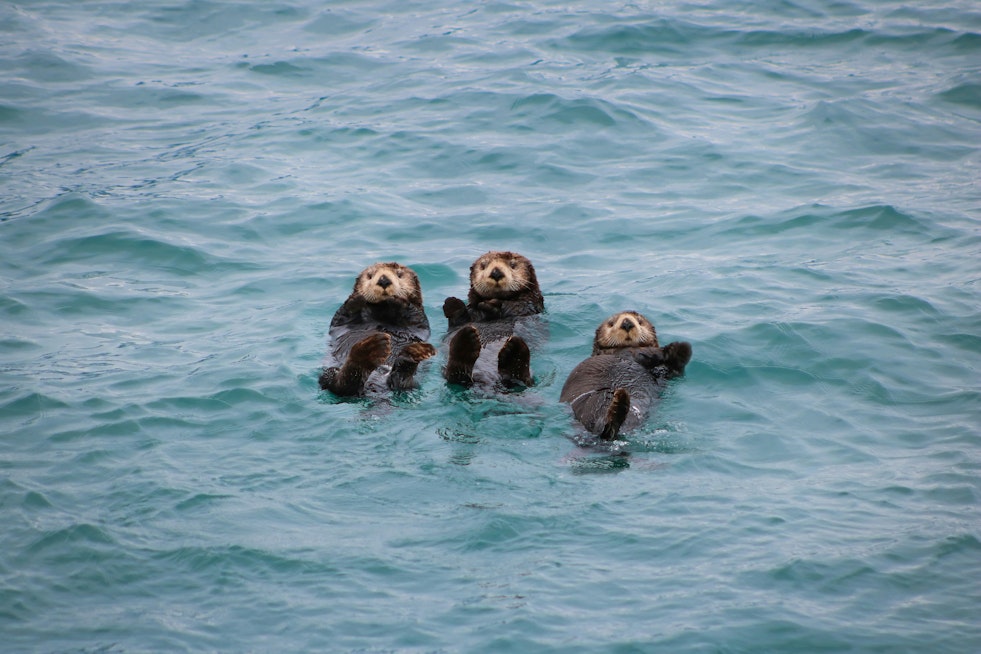 Females Lead in Tool Use Among California Sea Otters as Survival Tactic, UT Austin Study Finds