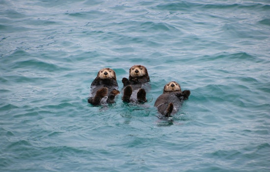 Females Lead in Tool Use Among California Sea Otters as Survival Tactic, UT Austin Study Finds