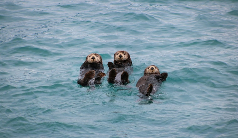 Females Lead in Tool Use Among California Sea Otters as Survival Tactic, UT Austin Study Finds