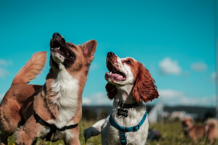 Flagstaff, Arizona Sniffs Out Top Spot as USA Today's Best Dog-Friendly City in America
