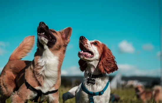 Flagstaff, Arizona Sniffs Out Top Spot as USA Today's Best Dog-Friendly City in America