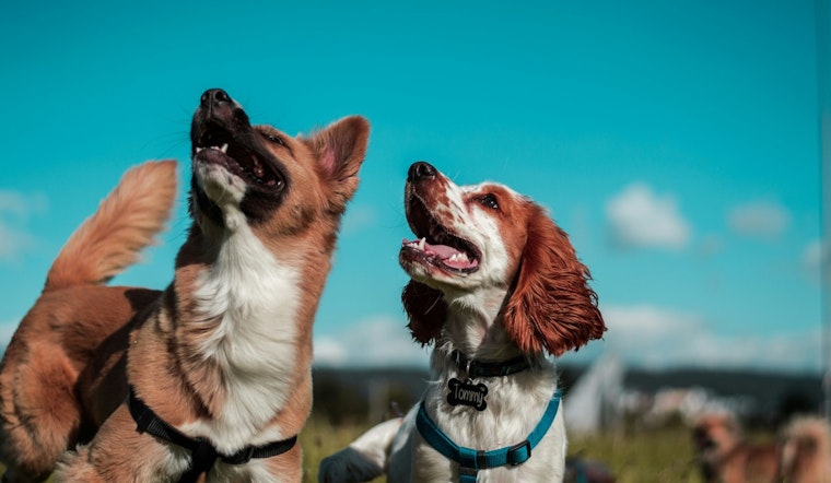 Flagstaff, Arizona Sniffs Out Top Spot as USA Today's Best Dog-Friendly City in America