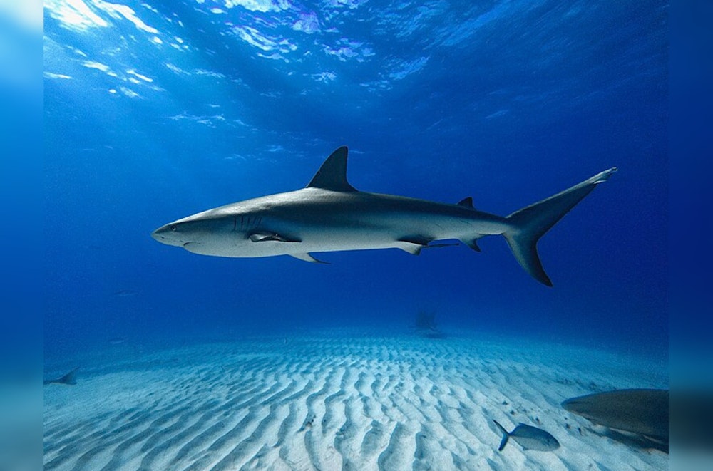 Florida Surfer Survives Shark Encounter in Bahamas, Calls for Marina Policy Change