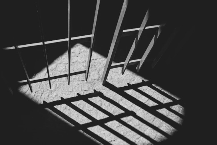 Fort Lauderdale Area Teen Charged With Felony Animal Cruelty in Killing of Stray Cat