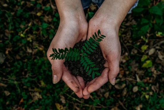 Fort Lauderdale Residents Quickly Claim All Free Trees in City's Canopy Expansion Initiative