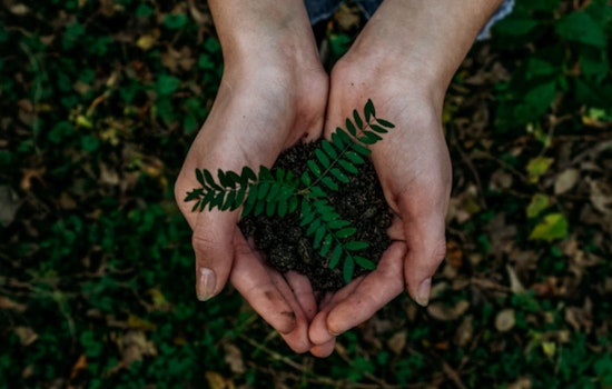 Fort Lauderdale Residents Quickly Claim All Free Trees in City's Canopy Expansion Initiative