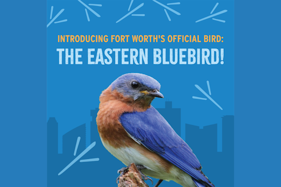 Fort Worth Embraces Eastern Bluebird as Official City Bird in Symbol of Hope and Resilience