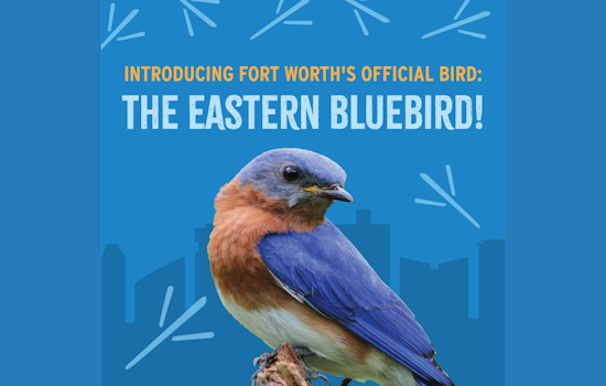 Fort Worth Embraces Eastern Bluebird as Official City Bird in Symbol of Hope and Resilience