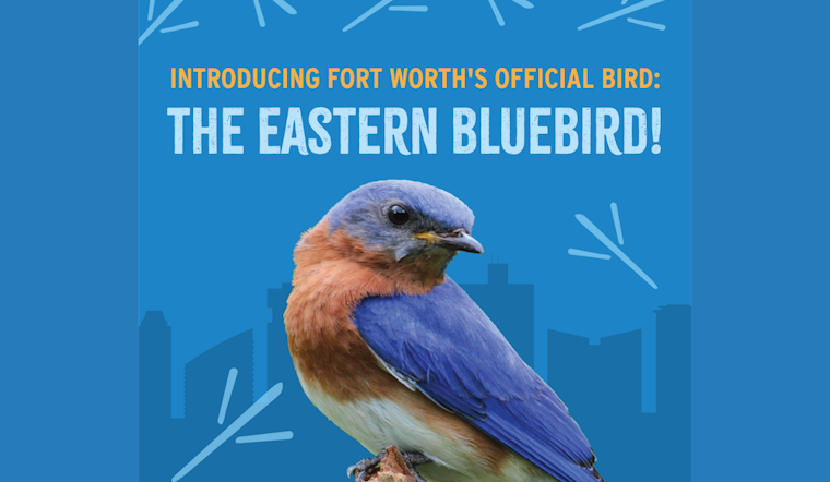 Fort Worth Embraces Eastern Bluebird as Official City Bird in Symbol of Hope and Resilience