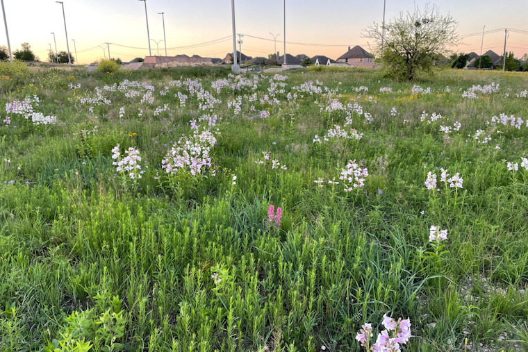 Fort Worth Enhances Ecological Health with Prescribed Burns in Parks and Recreation Areas