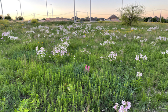 Fort Worth Enhances Ecological Health with Prescribed Burns in Parks and Recreation Areas