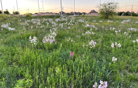 Fort Worth Enhances Ecological Health with Prescribed Burns in Parks and Recreation Areas