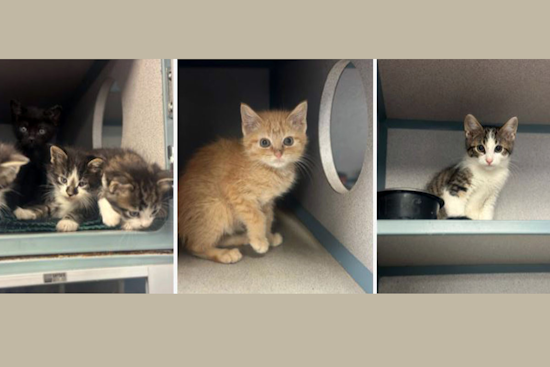 Fort Worth Shelter Issues Urgent Call for Foster Parents Amid Kitten Population Surge