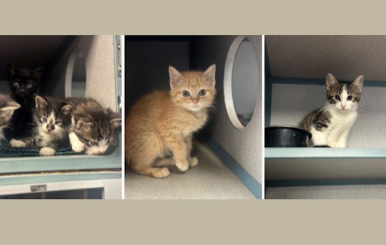 Fort Worth Shelter Issues Urgent Call for Foster Parents Amid Kitten Population Surge