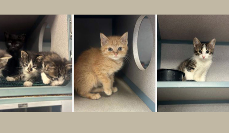 Fort Worth Shelter Issues Urgent Call for Foster Parents Amid Kitten Population Surge